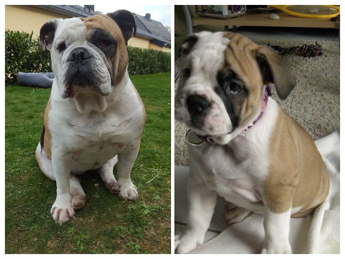 Share Then And Now Pictures Of Your Dog Growing Up Share Then And Now Pictures Of Your Dog Growing Up