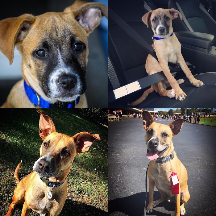 Share Then And Now Pictures Of Your Dog Growing Up Share Then And Now Pictures Of Your Dog Growing Up