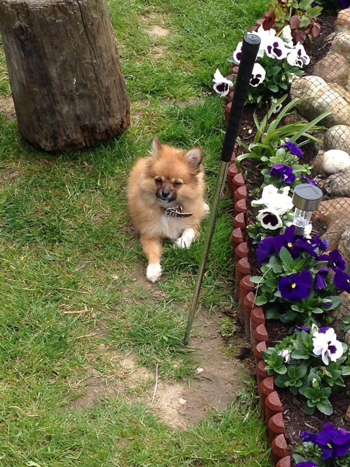 Share Then And Now Pictures Of Your Dog Growing Up Share Then And Now Pictures Of Your Dog Growing Up