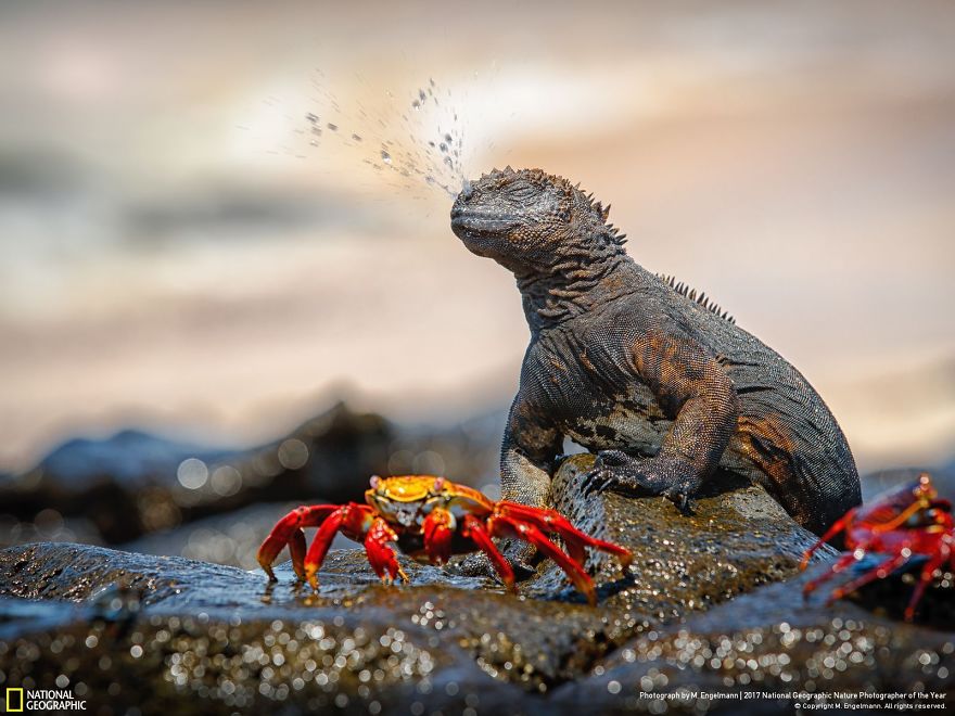 Winners Of The 2017 Nat Geo Nature Photographer Of The Year Contest Will Take Your Breath Away Winners Of The 2017 Nat Geo Nature Photographer Of The Year Contest Will Take Your Breath Away