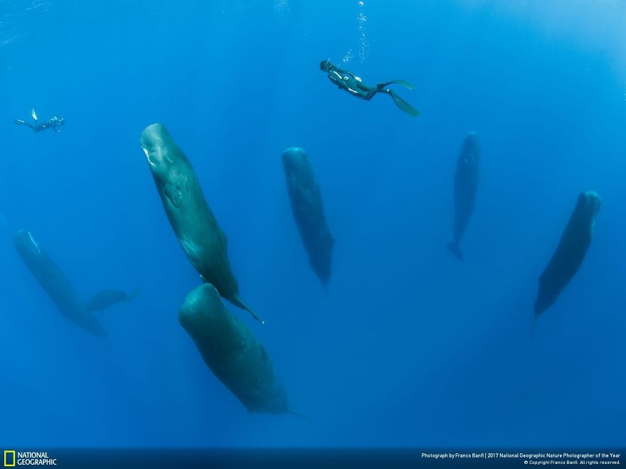 Winners Of The 2017 Nat Geo Nature Photographer Of The Year Contest Will Take Your Breath Away Winners Of The 2017 Nat Geo Nature Photographer Of The Year Contest Will Take Your Breath Away