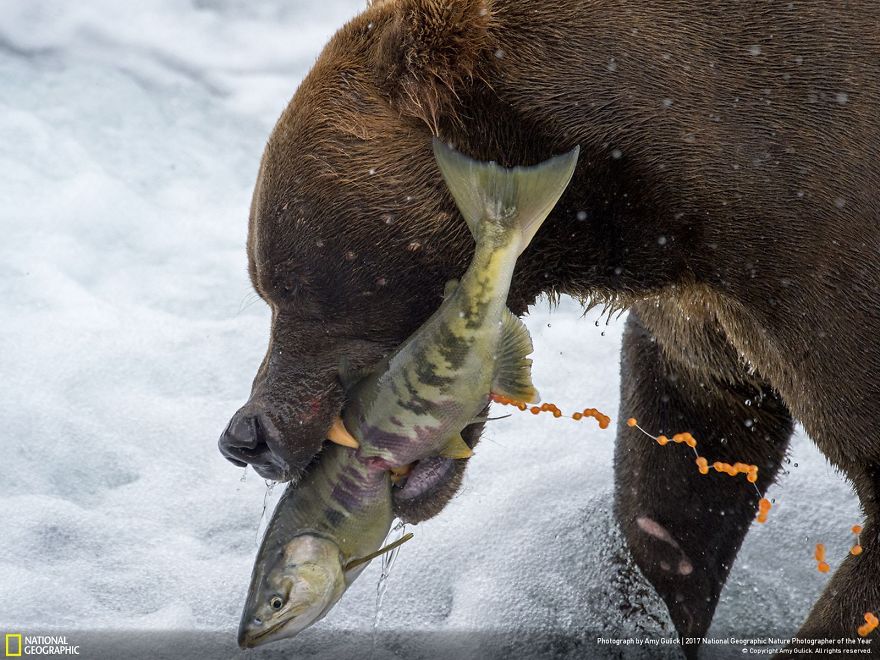 Winners Of The 2017 Nat Geo Nature Photographer Of The Year Contest Will Take Your Breath Away Winners Of The 2017 Nat Geo Nature Photographer Of The Year Contest Will Take Your Breath Away