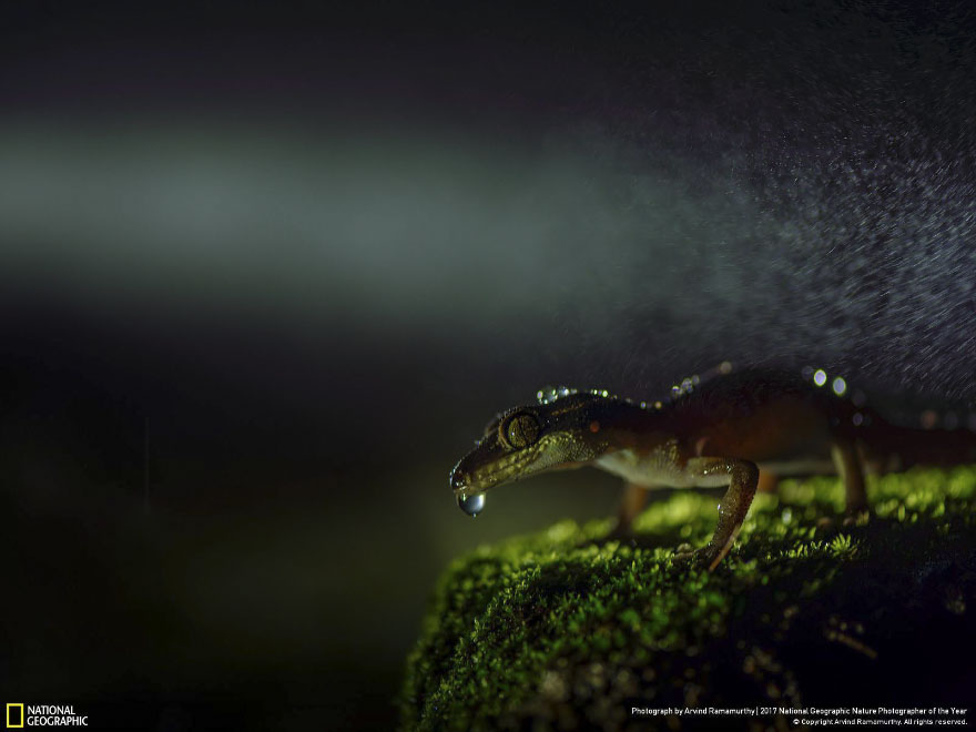 Winners Of The 2017 Nat Geo Nature Photographer Of The Year Contest Will Take Your Breath Away Winners Of The 2017 Nat Geo Nature Photographer Of The Year Contest Will Take Your Breath Away