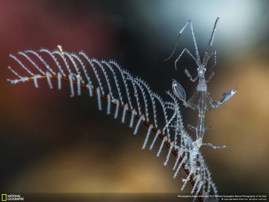 Winners Of The 2017 Nat Geo Nature Photographer Of The Year Contest Will Take Your Breath Away Winners Of The 2017 Nat Geo Nature Photographer Of The Year Contest Will Take Your Breath Away