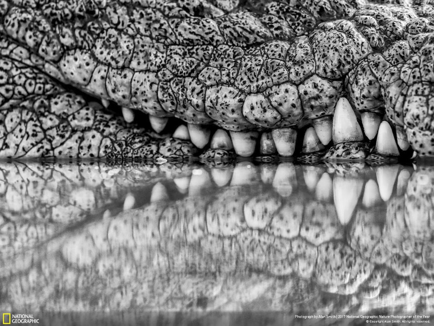 Winners Of The 2017 Nat Geo Nature Photographer Of The Year Contest Will Take Your Breath Away Winners Of The 2017 Nat Geo Nature Photographer Of The Year Contest Will Take Your Breath Away