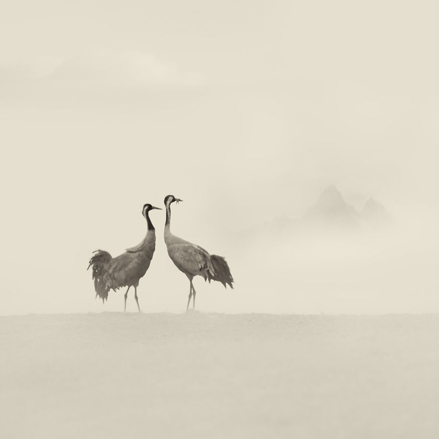 Deep Souls: We Portray Different Personalities Of Animals