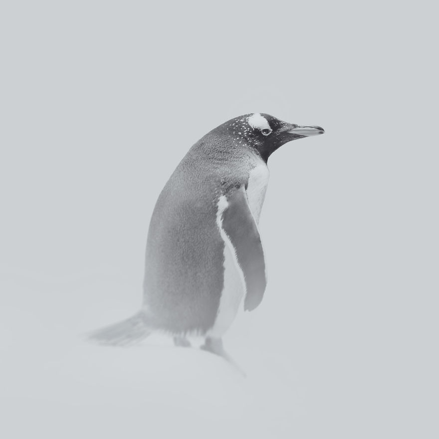 Deep Souls: We Portray Different Personalities Of Animals