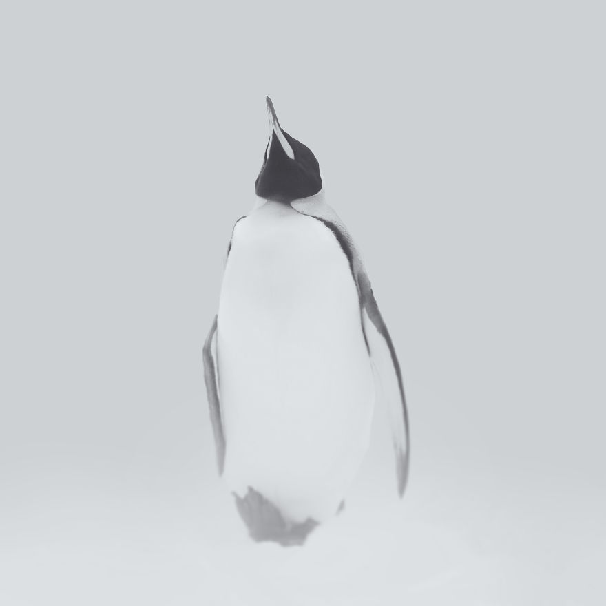 Deep Souls: We Portray Different Personalities Of Animals