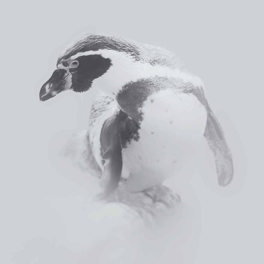 Deep Souls: We Portray Different Personalities Of Animals