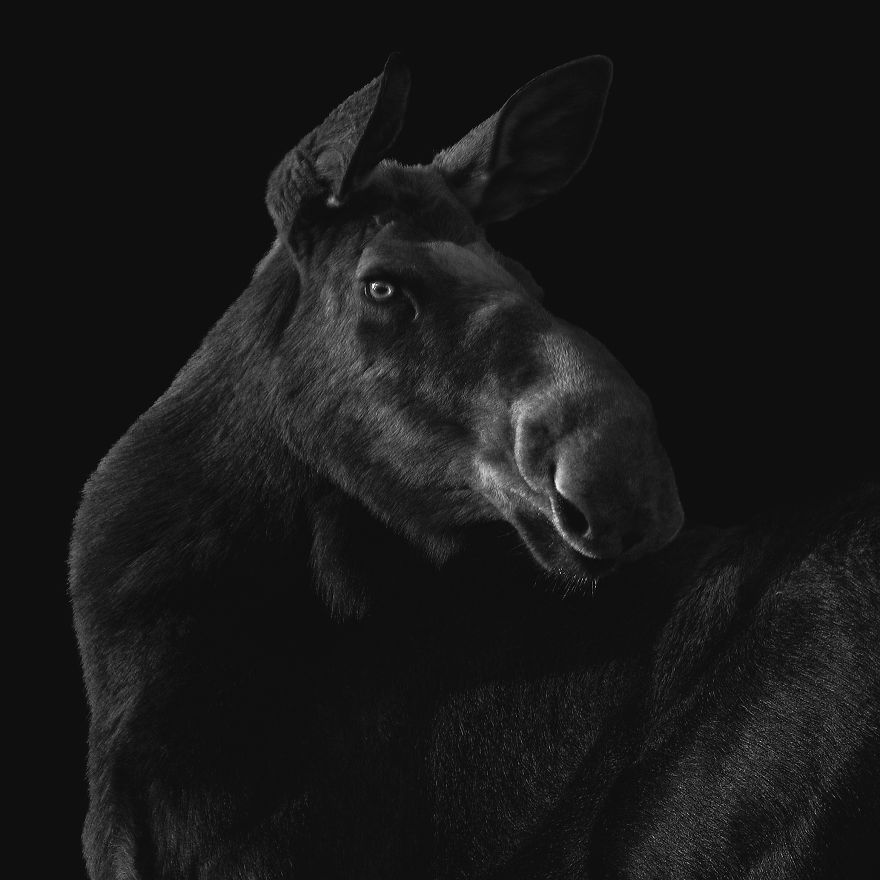 Deep Souls: We Portray Different Personalities Of Animals