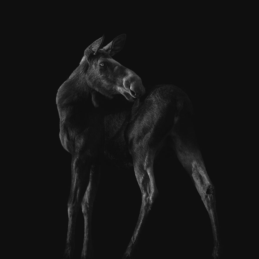 Deep Souls: We Portray Different Personalities Of Animals