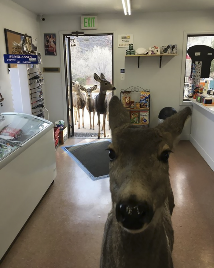 Deer Walks Into Store To Check Their Goods, Comes Back Later With Her Kids