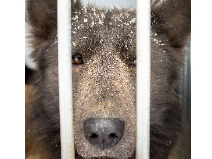 An Orphanage In Russia Is Looking For A Home For A Bear Dog And You Will Surely Want To Adopt It