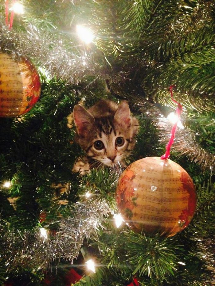 301 Times People Sent The Most Hilarious Christmas Cards Ever 301 Times People Sent The Most Hilarious Christmas Cards Ever