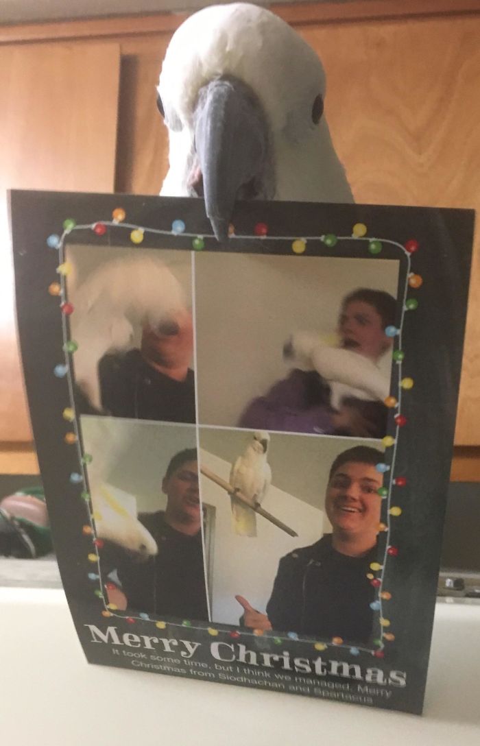 301 Times People Sent The Most Hilarious Christmas Cards Ever 301 Times People Sent The Most Hilarious Christmas Cards Ever