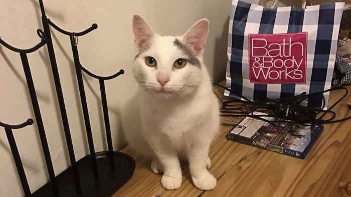 Almost Nobody Could Find The Cat In This Picture, And Her Owner Posted A Whole Gallery Of Her Ninja Cat