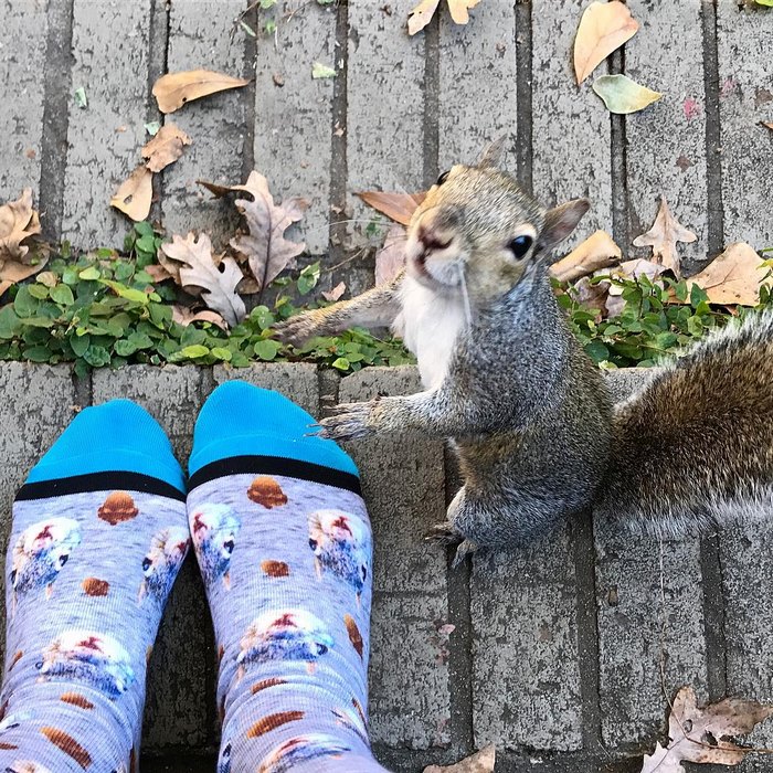 This Squirrel Keeps Coming Back To Visit The Family That Saved Her 8 Years Ago This Squirrel Keeps Coming Back To Visit The Family That Saved Her 8 Years Ago