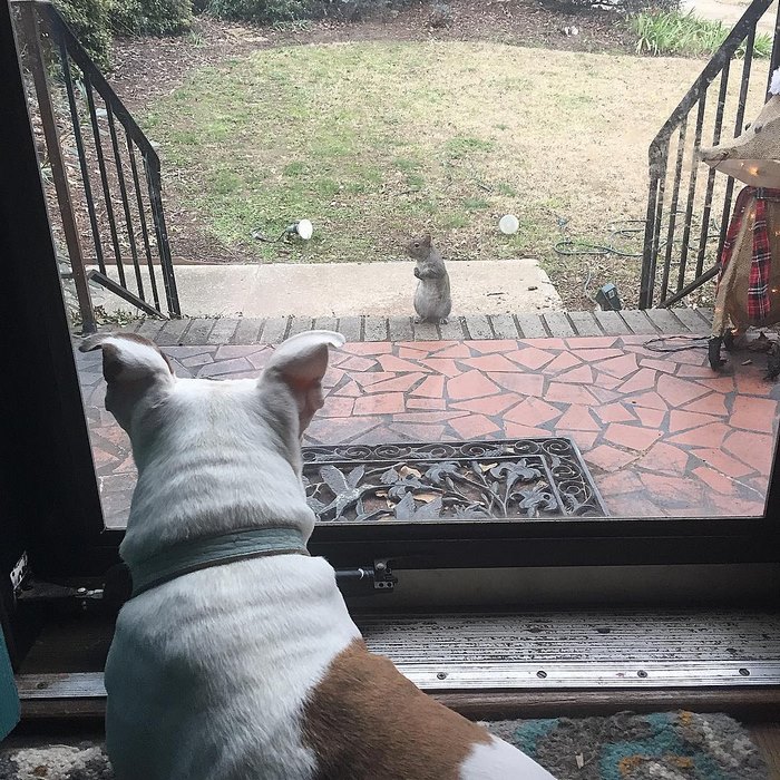 This Squirrel Keeps Coming Back To Visit The Family That Saved Her 8 Years Ago This Squirrel Keeps Coming Back To Visit The Family That Saved Her 8 Years Ago