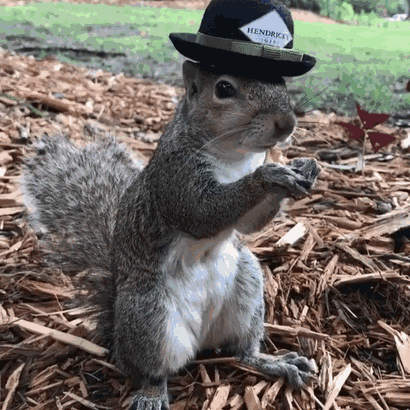 This Squirrel Keeps Coming Back To Visit The Family That Saved Her 8 Years Ago This Squirrel Keeps Coming Back To Visit The Family That Saved Her 8 Years Ago