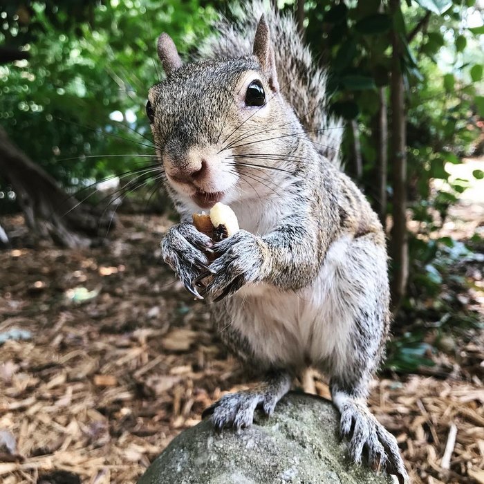 This Squirrel Keeps Coming Back To Visit The Family That Saved Her 8 Years Ago This Squirrel Keeps Coming Back To Visit The Family That Saved Her 8 Years Ago