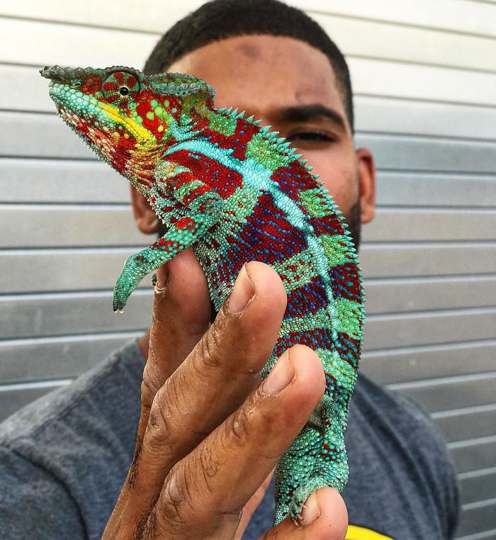 This Exotic Animal Specialist Is The Real-Life Tarzan