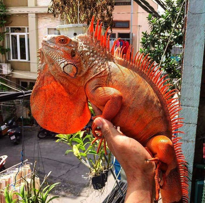 This Exotic Animal Specialist Is The Real-Life Tarzan