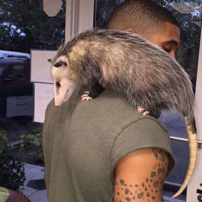 This Exotic Animal Specialist Is The Real-Life Tarzan