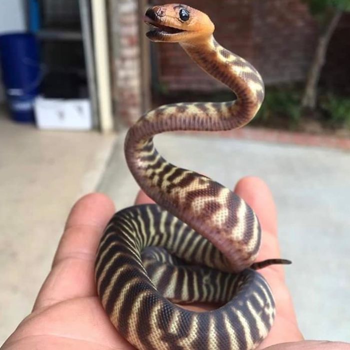 This Exotic Animal Specialist Is The Real-Life Tarzan