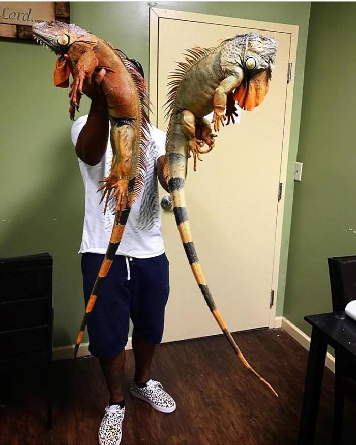 This Exotic Animal Specialist Is The Real-Life Tarzan