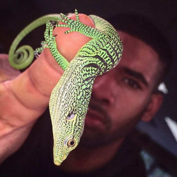 This Exotic Animal Specialist Is The Real-Life Tarzan