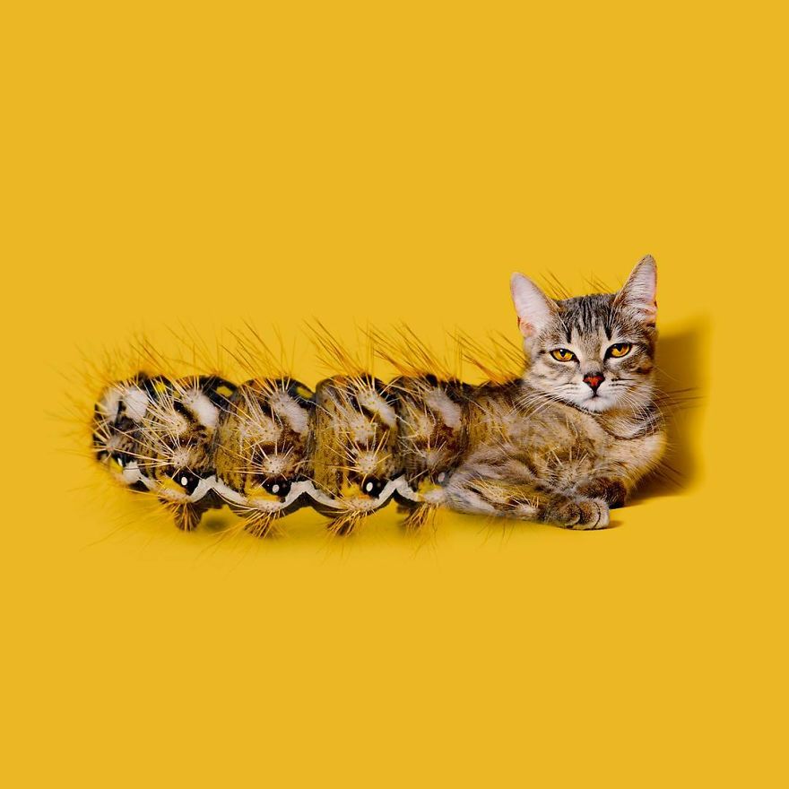 This Artist Combines Unexpected Objects Into Mind-Boggling Images This Artist Combines Unexpected Objects Into Mind-Boggling Images