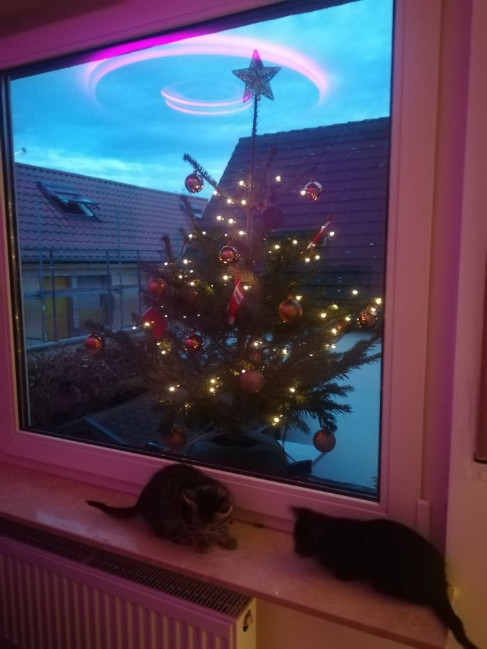 Pandas, Post Your Creative Christmas Trees Here!