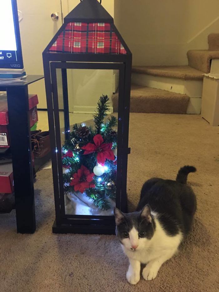 Pandas, Post Your Creative Christmas Trees Here!