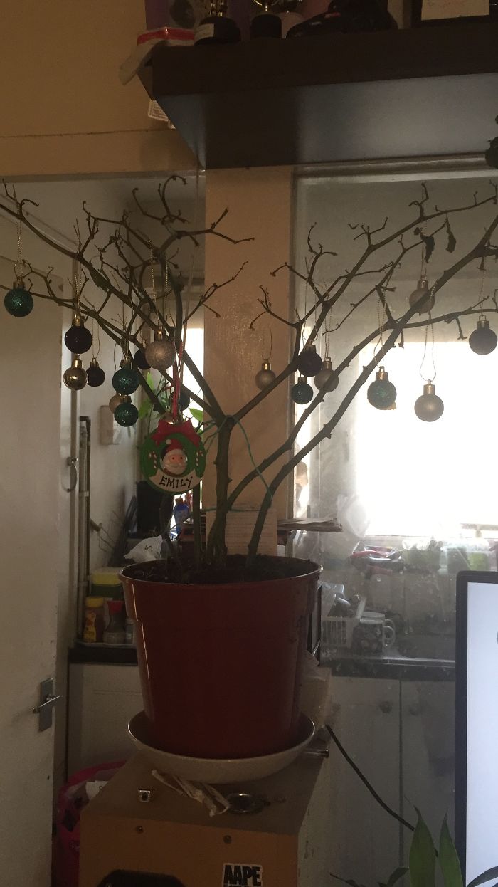 Pandas, Post Your Creative Christmas Trees Here!