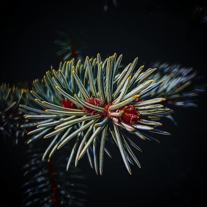 Photographer From Kiev Creates Absolutely Incredible Macrophotographs Of Flowers And Plants Using A Smartphone Photographer From Kiev Creates Absolutely Incredible Macrophotographs Of Flowers And Plants Using A Smartphone