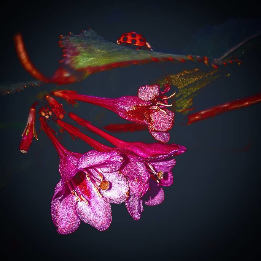 Photographer From Kiev Creates Absolutely Incredible Macrophotographs Of Flowers And Plants Using A Smartphone Photographer From Kiev Creates Absolutely Incredible Macrophotographs Of Flowers And Plants Using A Smartphone