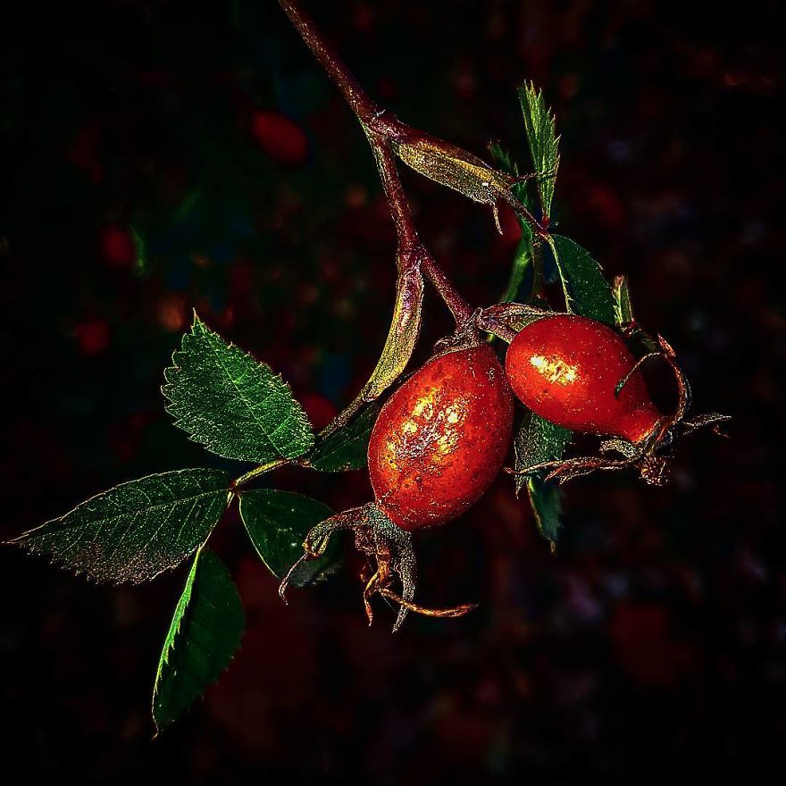 Photographer From Kiev Creates Absolutely Incredible Macrophotographs Of Flowers And Plants Using A Smartphone Photographer From Kiev Creates Absolutely Incredible Macrophotographs Of Flowers And Plants Using A Smartphone