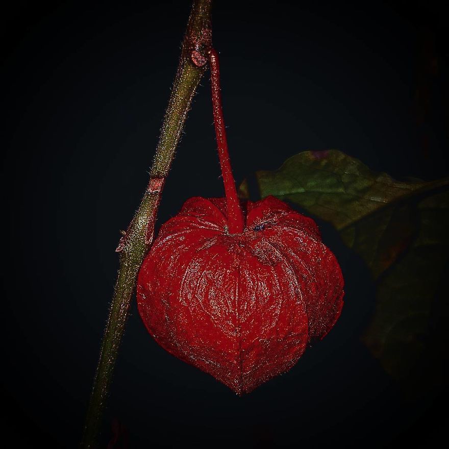 Photographer From Kiev Creates Absolutely Incredible Macrophotographs Of Flowers And Plants Using A Smartphone Photographer From Kiev Creates Absolutely Incredible Macrophotographs Of Flowers And Plants Using A Smartphone