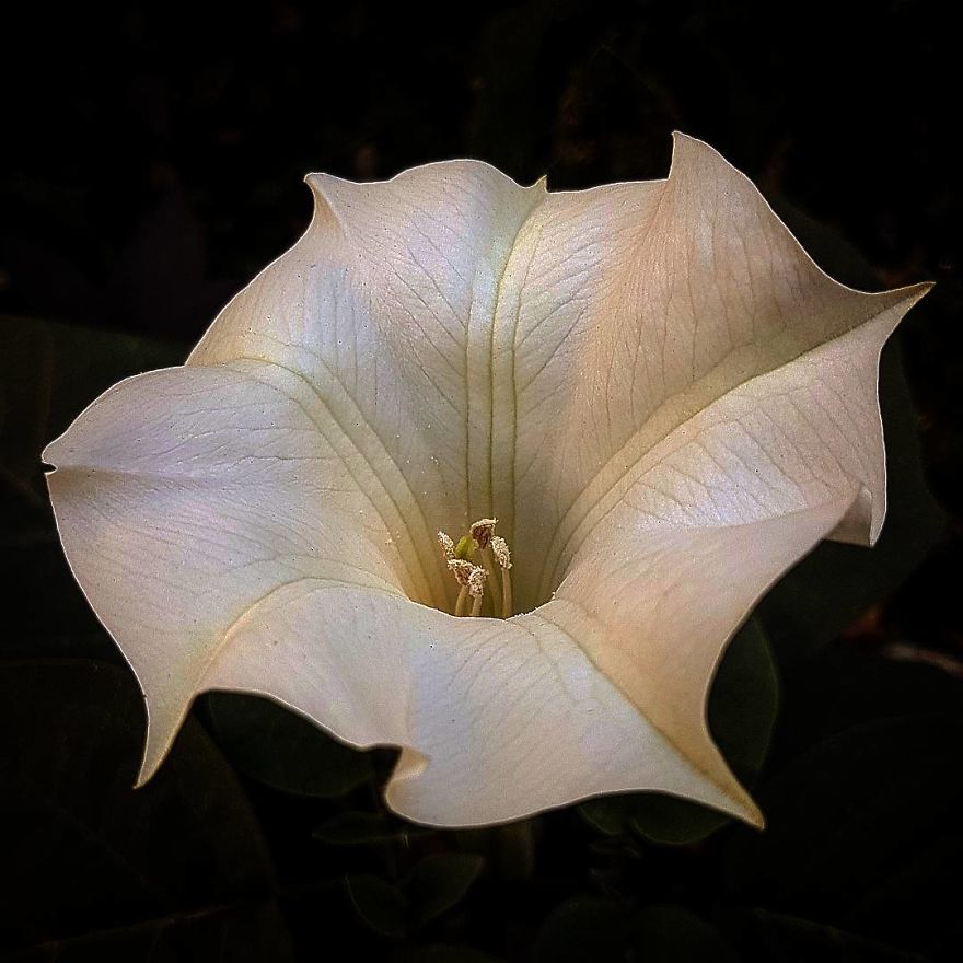 Photographer From Kiev Creates Absolutely Incredible Macrophotographs Of Flowers And Plants Using A Smartphone Photographer From Kiev Creates Absolutely Incredible Macrophotographs Of Flowers And Plants Using A Smartphone