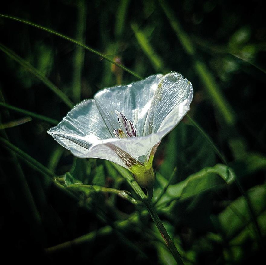 Photographer From Kiev Creates Absolutely Incredible Macrophotographs Of Flowers And Plants Using A Smartphone Photographer From Kiev Creates Absolutely Incredible Macrophotographs Of Flowers And Plants Using A Smartphone