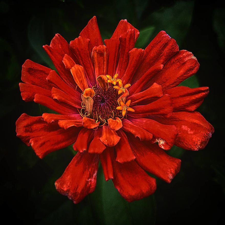 Photographer From Kiev Creates Absolutely Incredible Macrophotographs Of Flowers And Plants Using A Smartphone Photographer From Kiev Creates Absolutely Incredible Macrophotographs Of Flowers And Plants Using A Smartphone