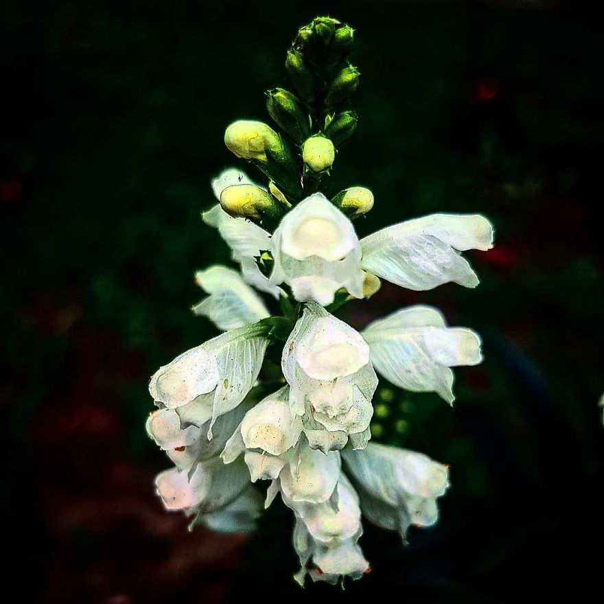 Photographer From Kiev Creates Absolutely Incredible Macrophotographs Of Flowers And Plants Using A Smartphone Photographer From Kiev Creates Absolutely Incredible Macrophotographs Of Flowers And Plants Using A Smartphone