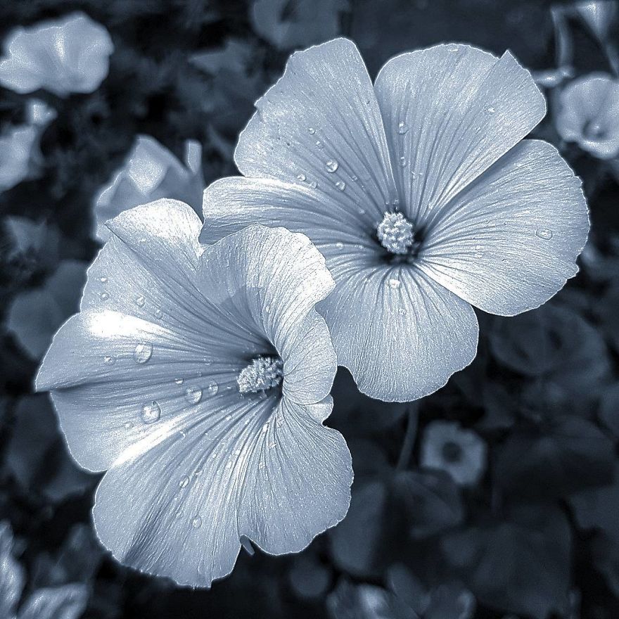 Photographer From Kiev Creates Absolutely Incredible Macrophotographs Of Flowers And Plants Using A Smartphone Photographer From Kiev Creates Absolutely Incredible Macrophotographs Of Flowers And Plants Using A Smartphone