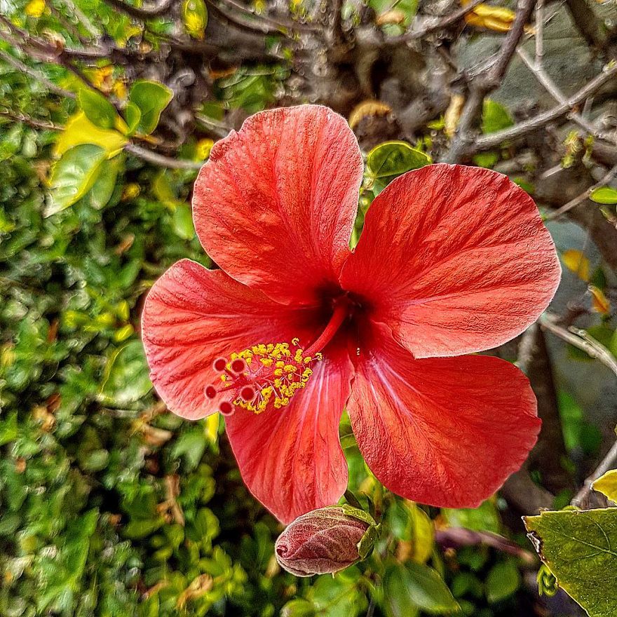 Photographer From Kiev Creates Absolutely Incredible Macrophotographs Of Flowers And Plants Using A Smartphone Photographer From Kiev Creates Absolutely Incredible Macrophotographs Of Flowers And Plants Using A Smartphone