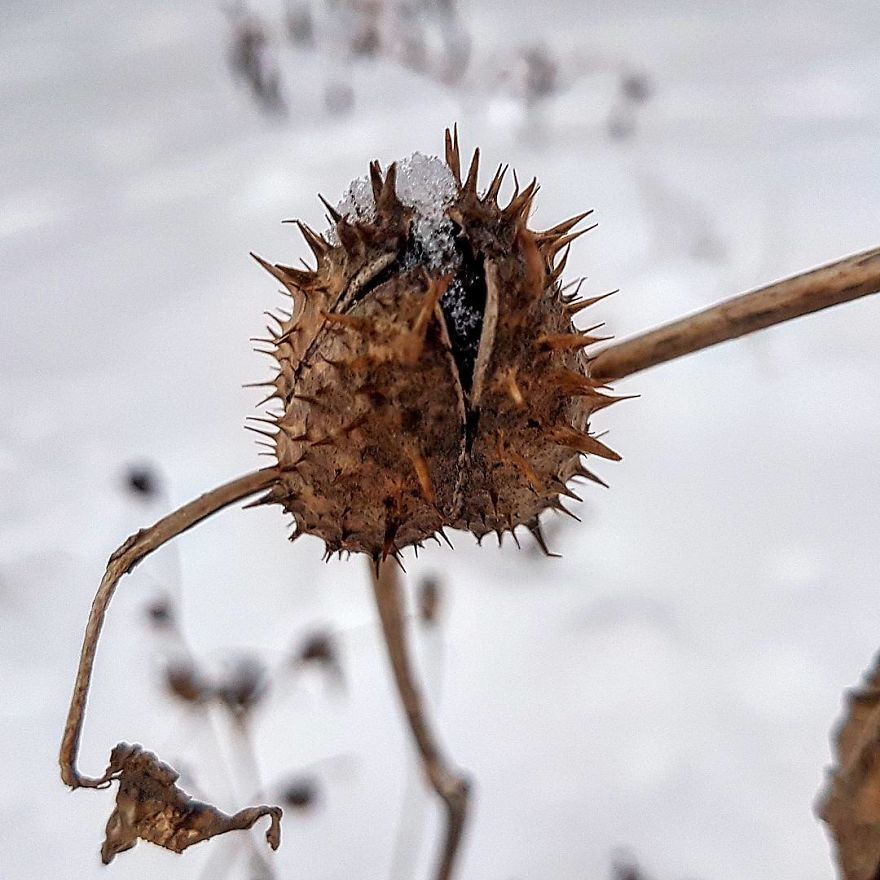 Photographer From Kiev Creates Absolutely Incredible Macrophotographs Of Flowers And Plants Using A Smartphone Photographer From Kiev Creates Absolutely Incredible Macrophotographs Of Flowers And Plants Using A Smartphone