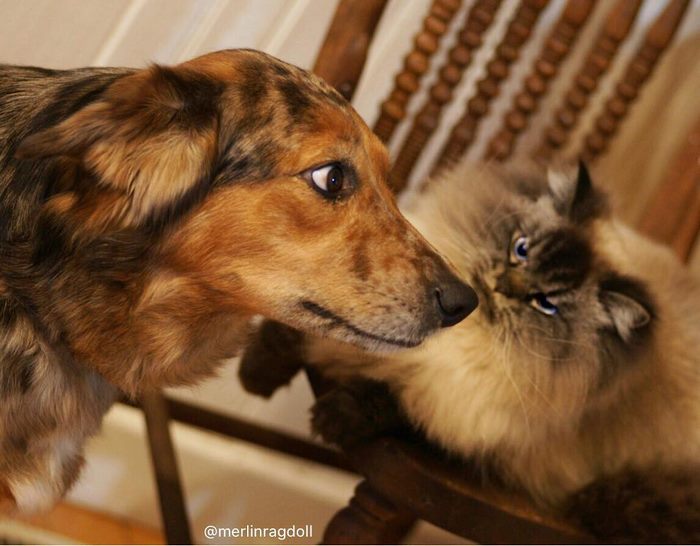 Meet Merlin, The Ragdoll Cat Who Hates Everything Meet Merlin, The Ragdoll Cat Who Hates Everything