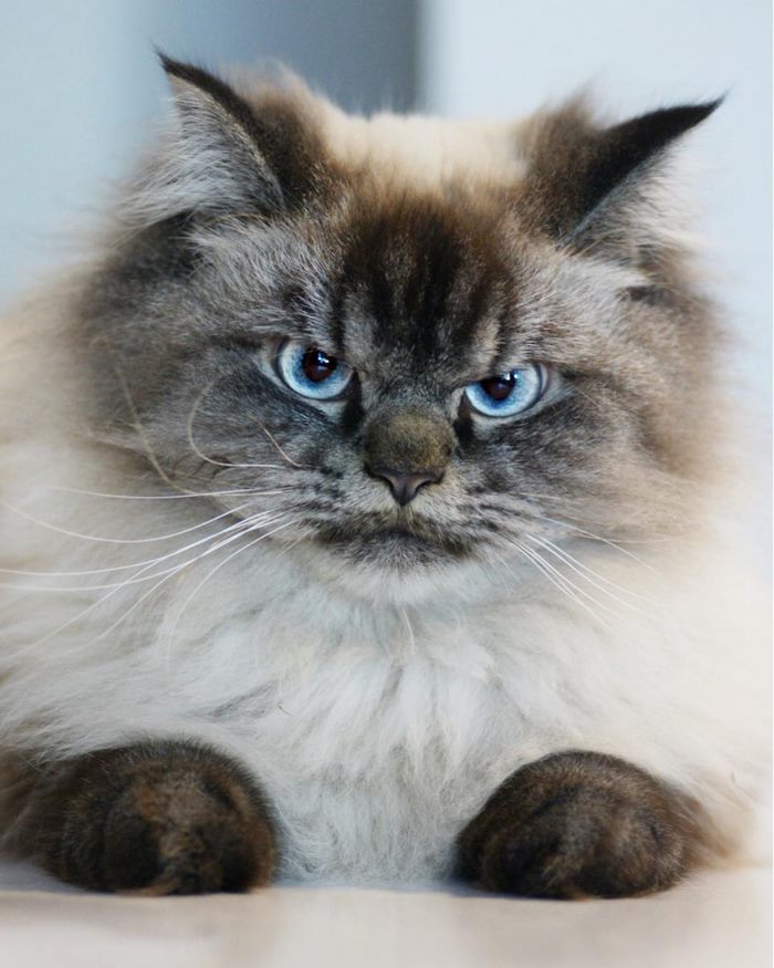 Meet Merlin, The Ragdoll Cat Who Hates Everything Meet Merlin, The Ragdoll Cat Who Hates Everything