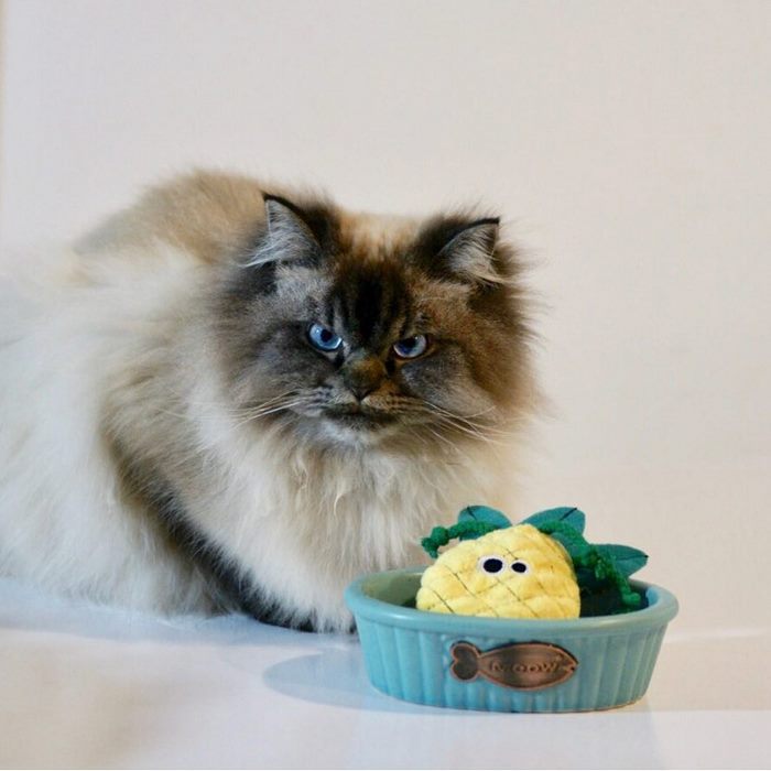 Meet Merlin, The Ragdoll Cat Who Hates Everything Meet Merlin, The Ragdoll Cat Who Hates Everything