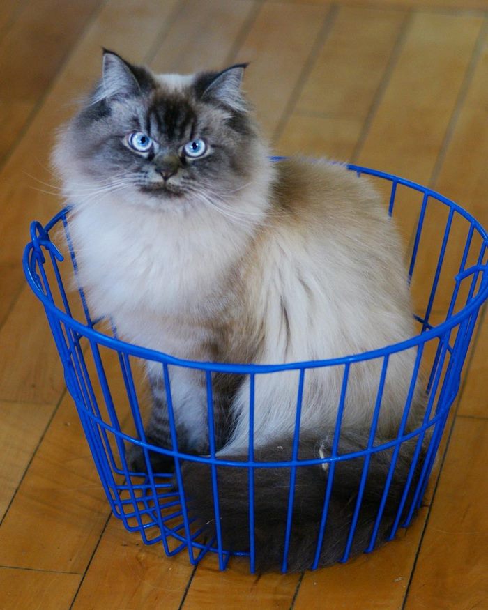 Meet Merlin, The Ragdoll Cat Who Hates Everything Meet Merlin, The Ragdoll Cat Who Hates Everything