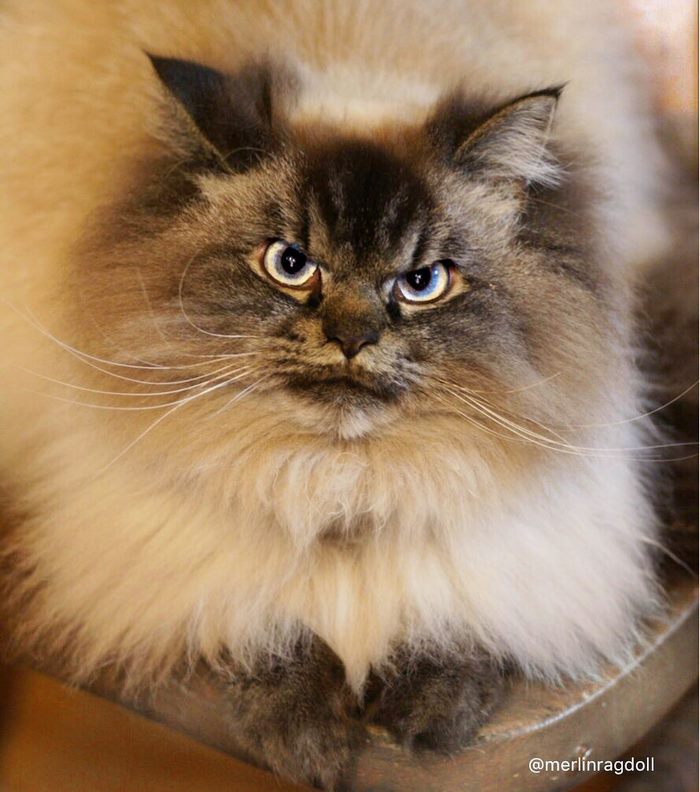 Meet Merlin, The Ragdoll Cat Who Hates Everything Meet Merlin, The Ragdoll Cat Who Hates Everything